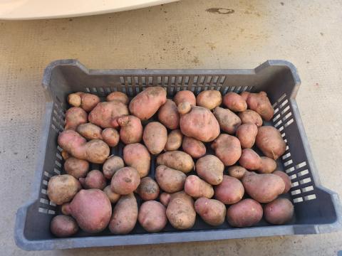 Desiree burgonya eladó – étkezési, vető- és takarmányburgonya Desiree burgonya eladó – étkezési, vető- és takarmányburgonya