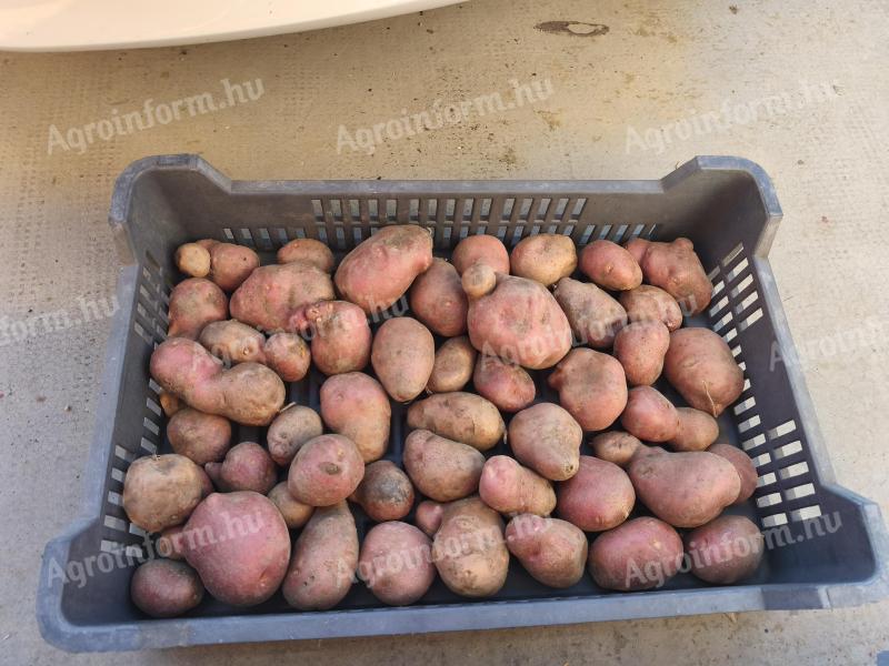 Desiree burgonya eladó – étkezési, vető- és takarmányburgonya