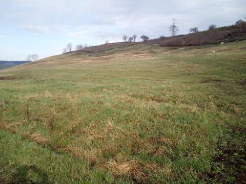 Eladó legelő 42 ha