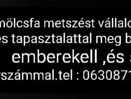Gyümölcsfa metszés, tapasztalt szakemberekkel