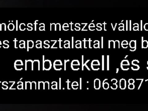 Gyümölcsfa metszés, tapasztalt szakemberekkel Gyümölcsfa metszés, tapasztalt szakemberekkel