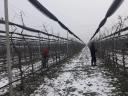 Gyümölcsfa metszés, tapasztalt szakemberekkel