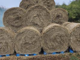 Széna körbála eladó