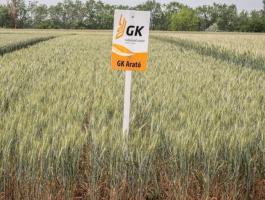 GK Arató – Kiemelkedő terméseredményű, szálkás kalászú őszi búza vetőmag