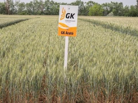 GK Arató – Kiemelkedő terméseredményű, szálkás kalászú őszi búza vetőmag GK Arató – Kiemelkedő terméseredményű, szálkás kalászú őszi búza vetőmag