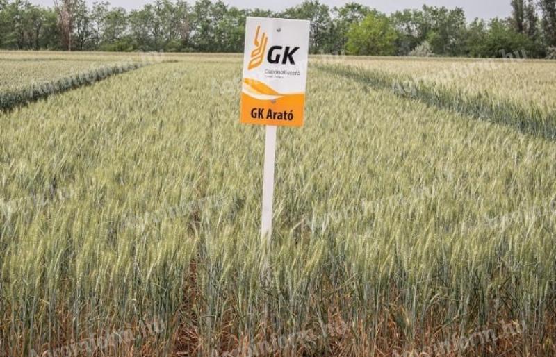 GK Arató – Kiemelkedő terméseredményű, szálkás kalászú őszi búza vetőmag
