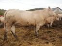 Blonde d'Aquitaine és Charolais üszők eladók