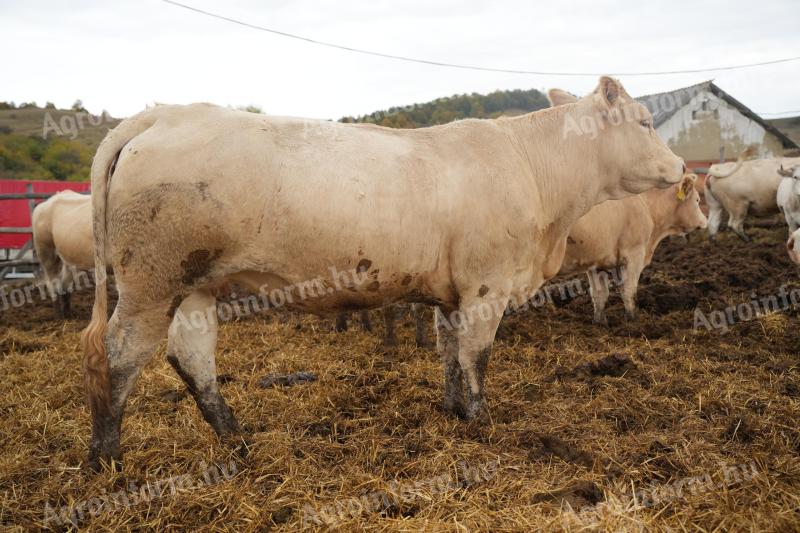 Blonde d'Aquitaine és Charolais üszők eladók
