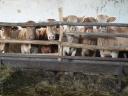 Blonde d'Aquitaine és Charolais üszők eladók