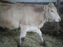 Blonde d'Aquitaine és Charolais üszők eladók