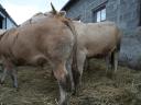 Blonde d'Aquitaine és Charolais üszők eladók