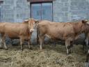 Blonde d'Aquitaine és Charolais üszők eladók