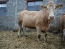 Blonde d'Aquitaine és Charolais üszők eladók