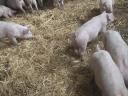 Eladó malacok Lőkösházán