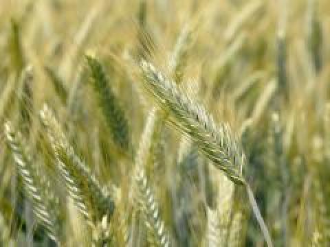 Tritikálé GK szemes I. fok vetőmag eladó