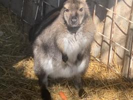 Aranyos bennett-kenguru ifjonc gazdit keres