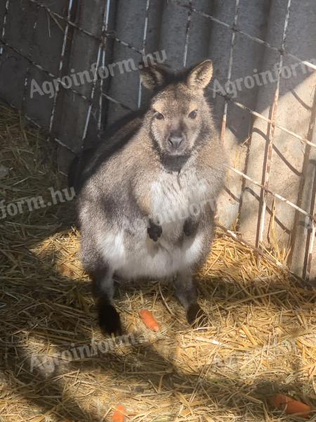 Aranyos bennett-kenguru ifjonc gazdit keres