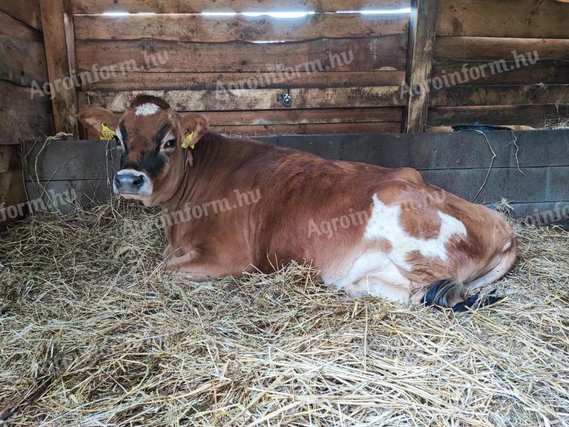 Jersey A2/A2-es üsző eladó