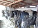 Eladó 10db kb 500-600kg közti bika iregszemcse