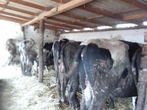 Eladó 10db kb 500-600kg közti bika iregszemcse Eladó 10db kb 500-600kg közti bika iregszemcse