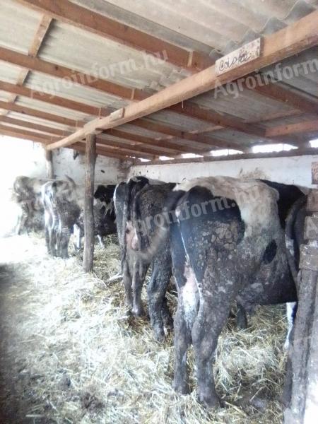 Eladó 10db kb 500-600kg közti bika iregszemcse