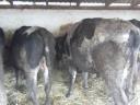 Eladó 10db kb 500-600kg közti bika iregszemcse