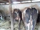 Eladó 10db kb 500-600kg közti bika iregszemcse