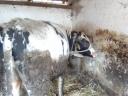 Eladó 10db kb 500-600kg közti bika iregszemcse
