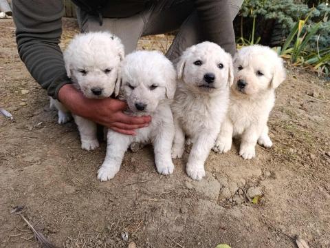 Kuvasz jellegű kiskutyák oltással gazdit keresnek Kuvasz jellegű kiskutyák oltással gazdit keresnek