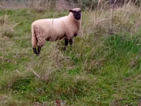 Shropshire fajtatiszta kos eladó Shropshire fajtatiszta kos eladó