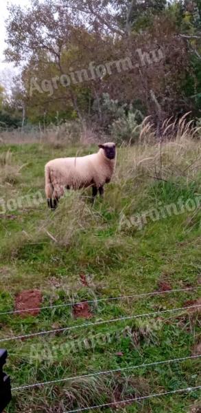 Shropshire fajtatiszta kos eladó