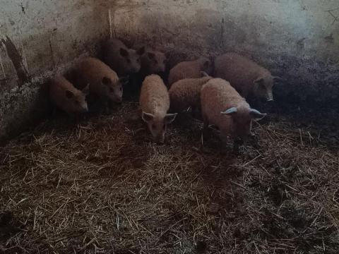 Mangalica malacok eladók, 10 hetesek Mangalica malacok eladók, 10 hetesek