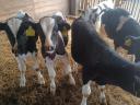 Holstein bika borjú eladó
