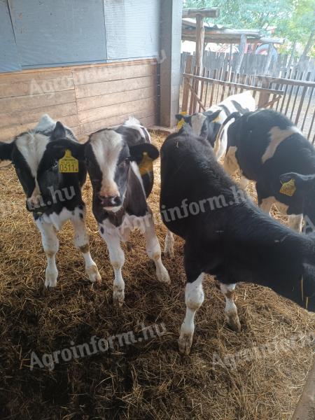 Holstein bika borjú eladó