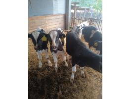 Holstein bika borjú eladó