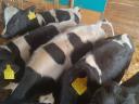 Holstein bika borjú eladó