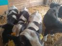 Holstein bika borjú eladó