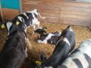 Holstein bika borjú eladó