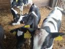 Holstein bika borjú eladó