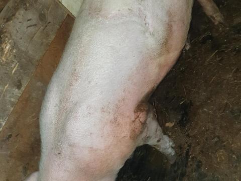 Eladó süldő és hízó sertés Újszászon Eladó süldő és hízó sertés Újszászon