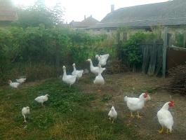 Liba eladó (Törtel)