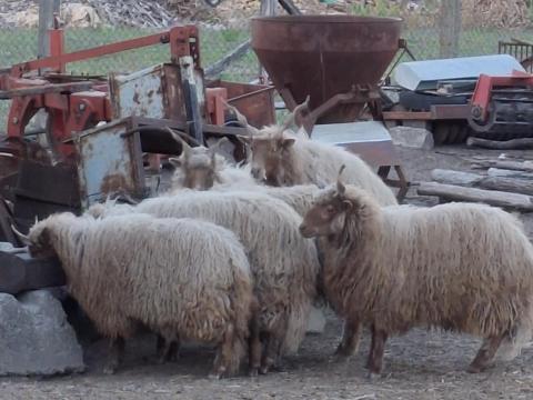 Vemhes Racka juh Vemhes Racka juh