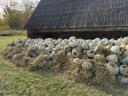 Nagydobosi sütőtök „Téli Parázs” eladó Sonkádon