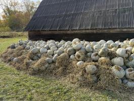 Nagydobosi sütőtök „Téli Parázs” eladó Sonkádon
