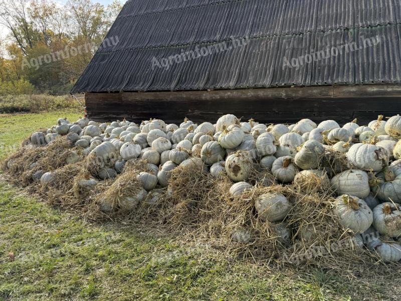 Nagydobosi sütőtök „Téli Parázs” eladó Sonkádon