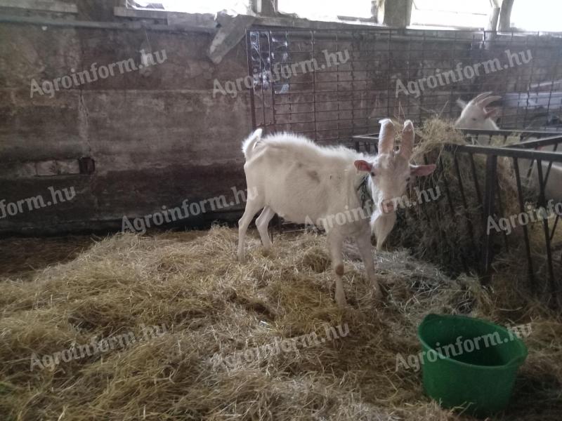 Szánentáli törzskecske bak eladó