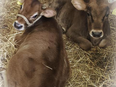 Jersey üsző borjú eladó Jersey üsző borjú eladó