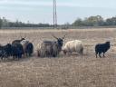 20 db racka birka eladó