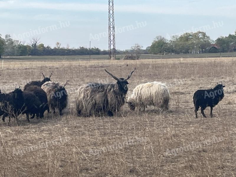 20 db racka birka eladó