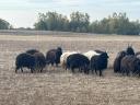 20 db racka birka eladó